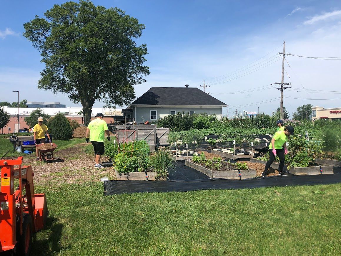 A group of people are working in a garden.