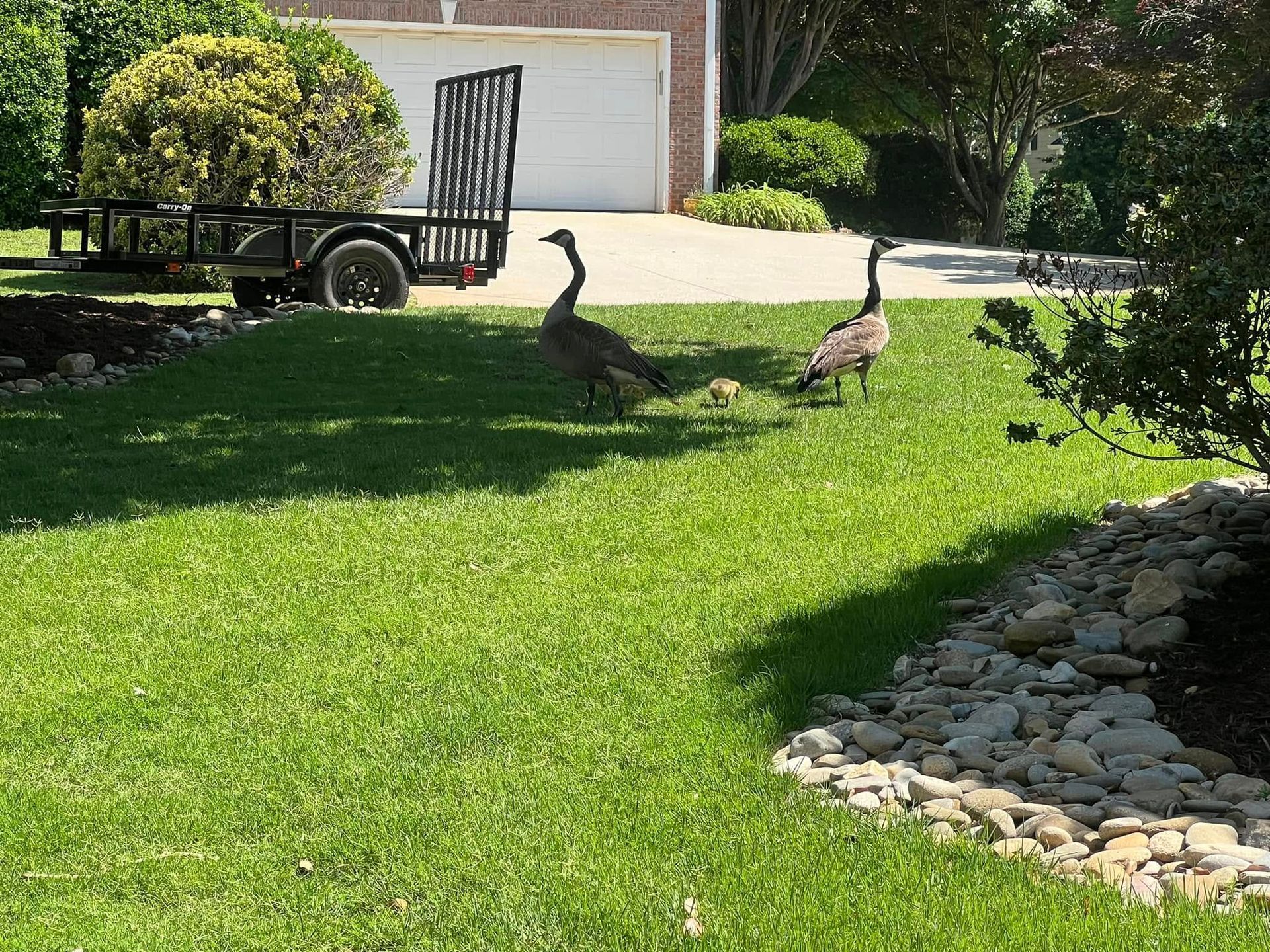 Two Canada geese with goslings on green lawn in front of a house and trailer.