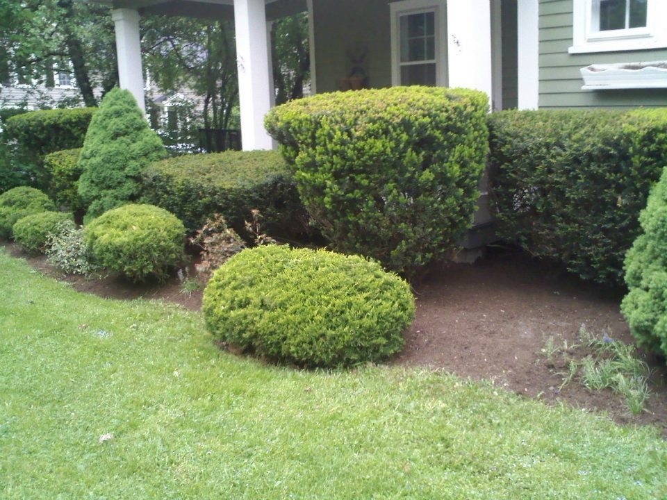 Trimmed shrubs and bushes beside a house with a green lawn and walkway.