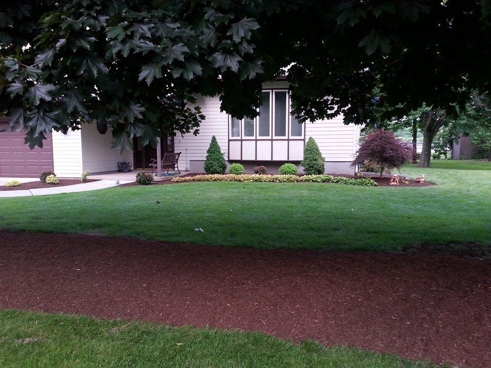 Front lawn with green grass, reddish mulch, and a house partly obscured by trees and shrubs