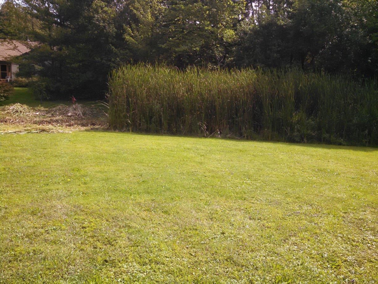Sunny grassy field with tall reeds and trees in the background