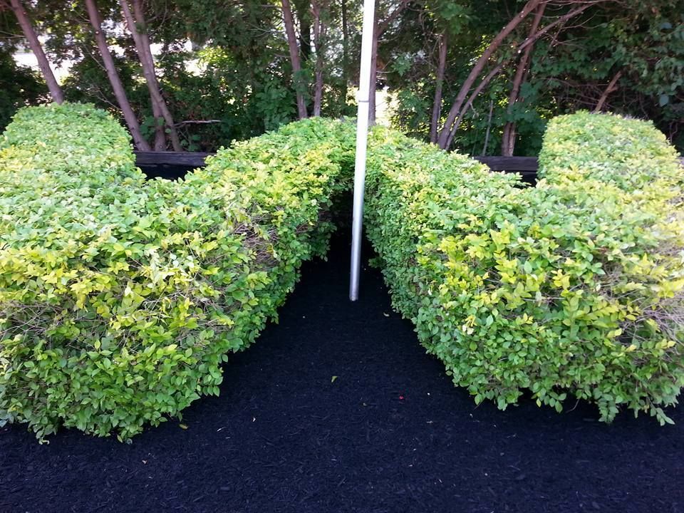 Neatly trimmed green hedges bordering a black path with a white pole in a garden setting