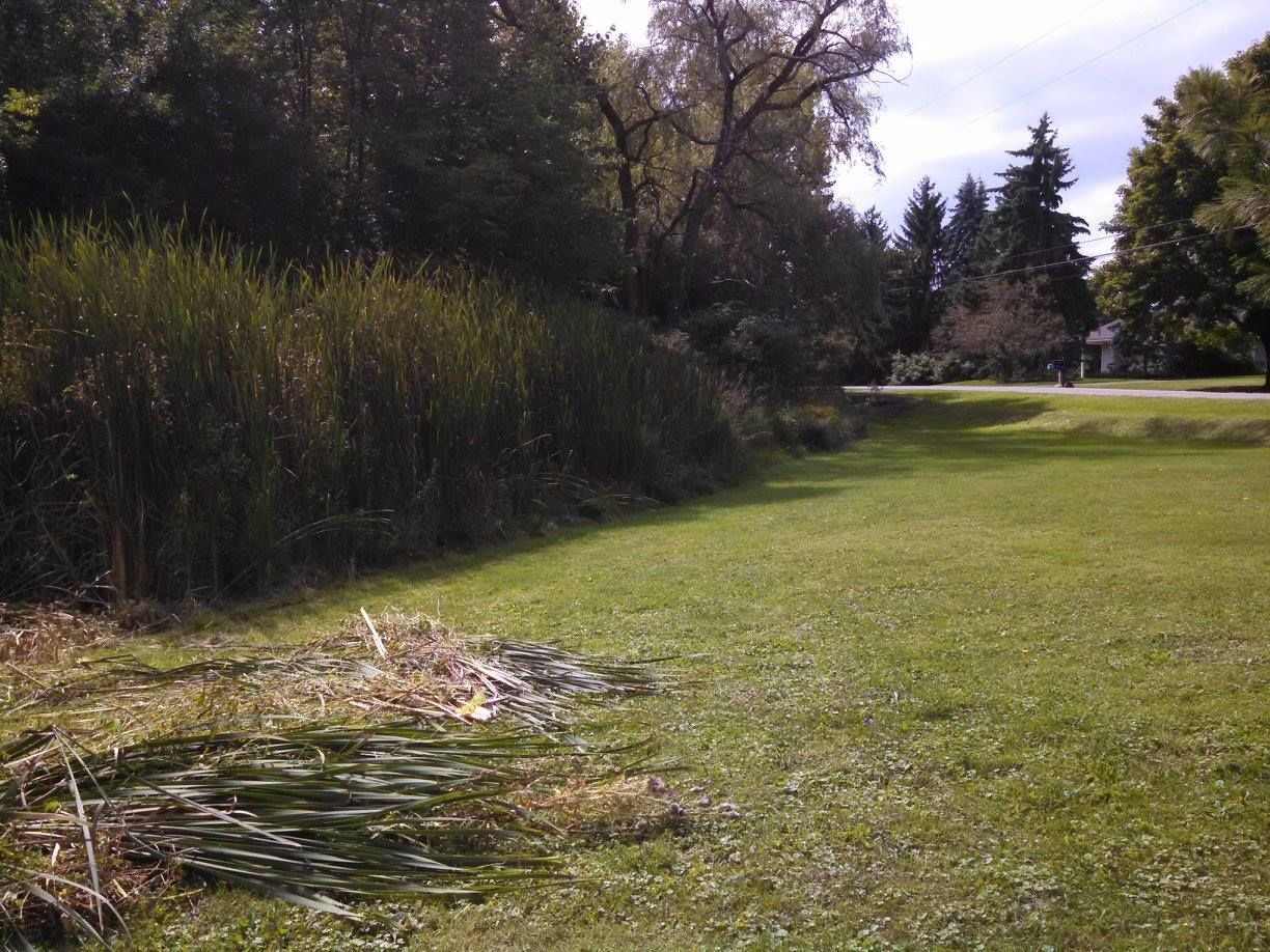 Sunny grassy park beside tall reeds and trees, with a small pile of cut branches in the foreground