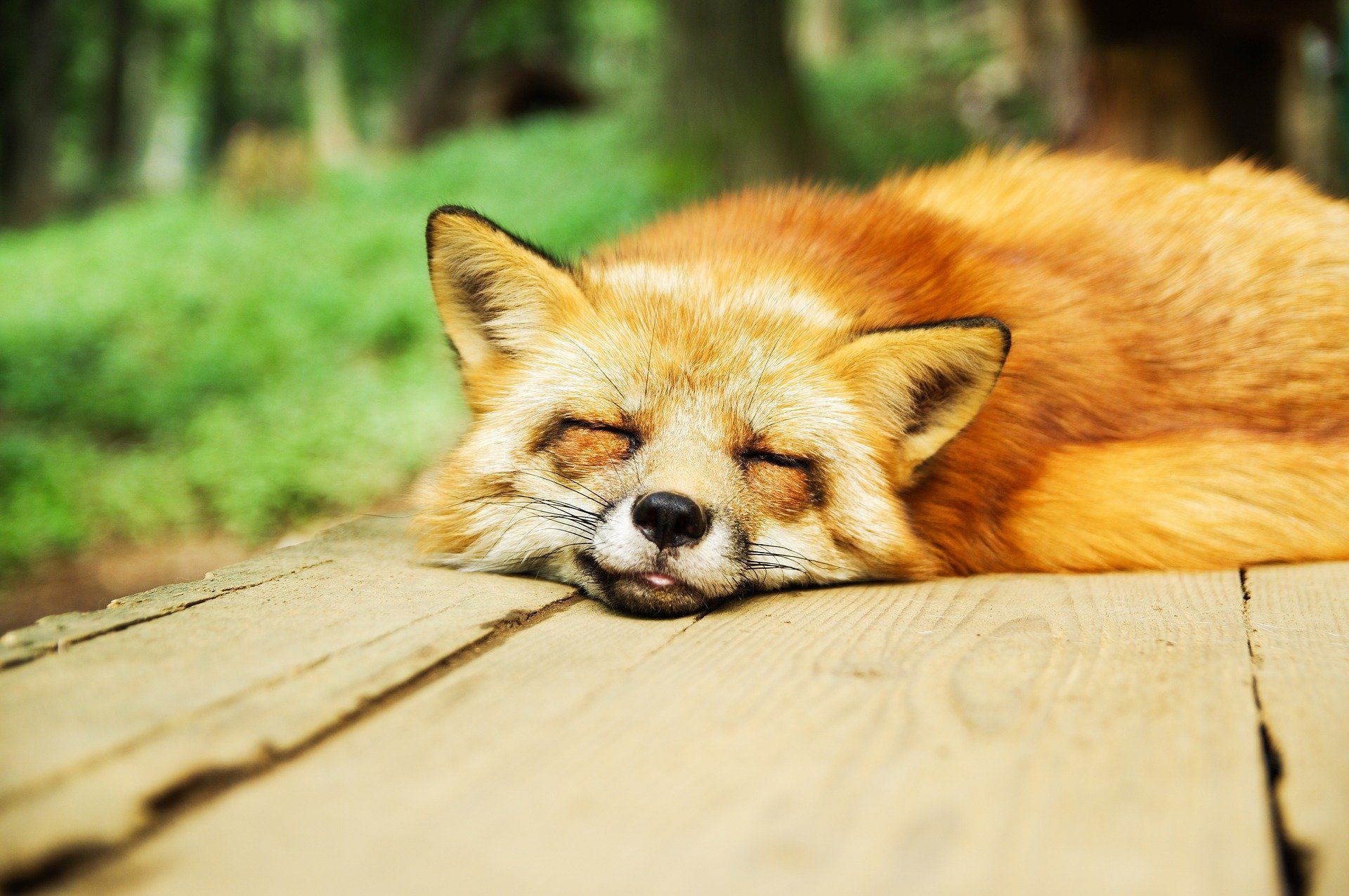 Sleeping fox on wooden planks, in forest setting.