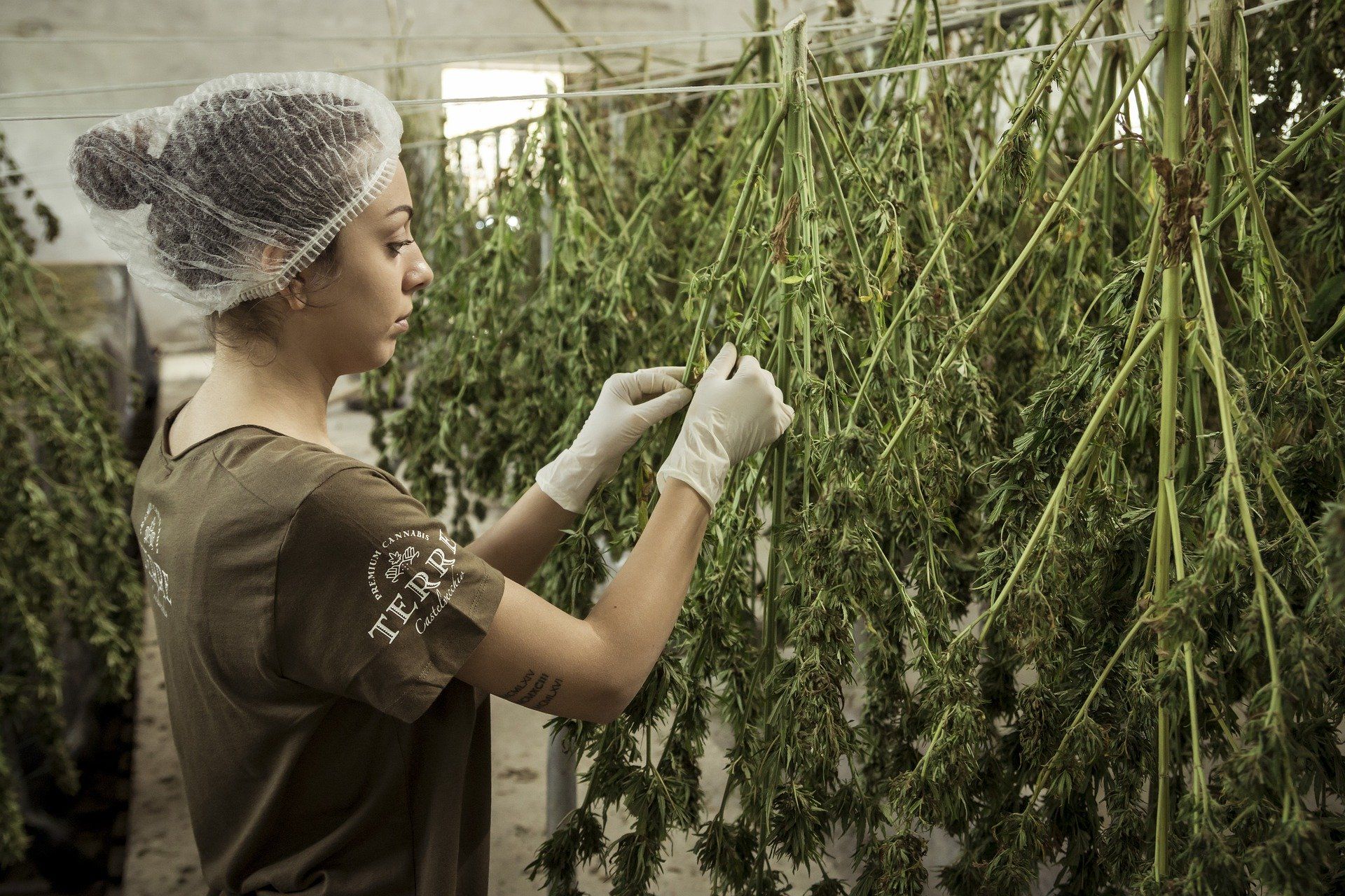 Woman trimming cannabis plants in a drying room, wearing gloves and a hairnet.