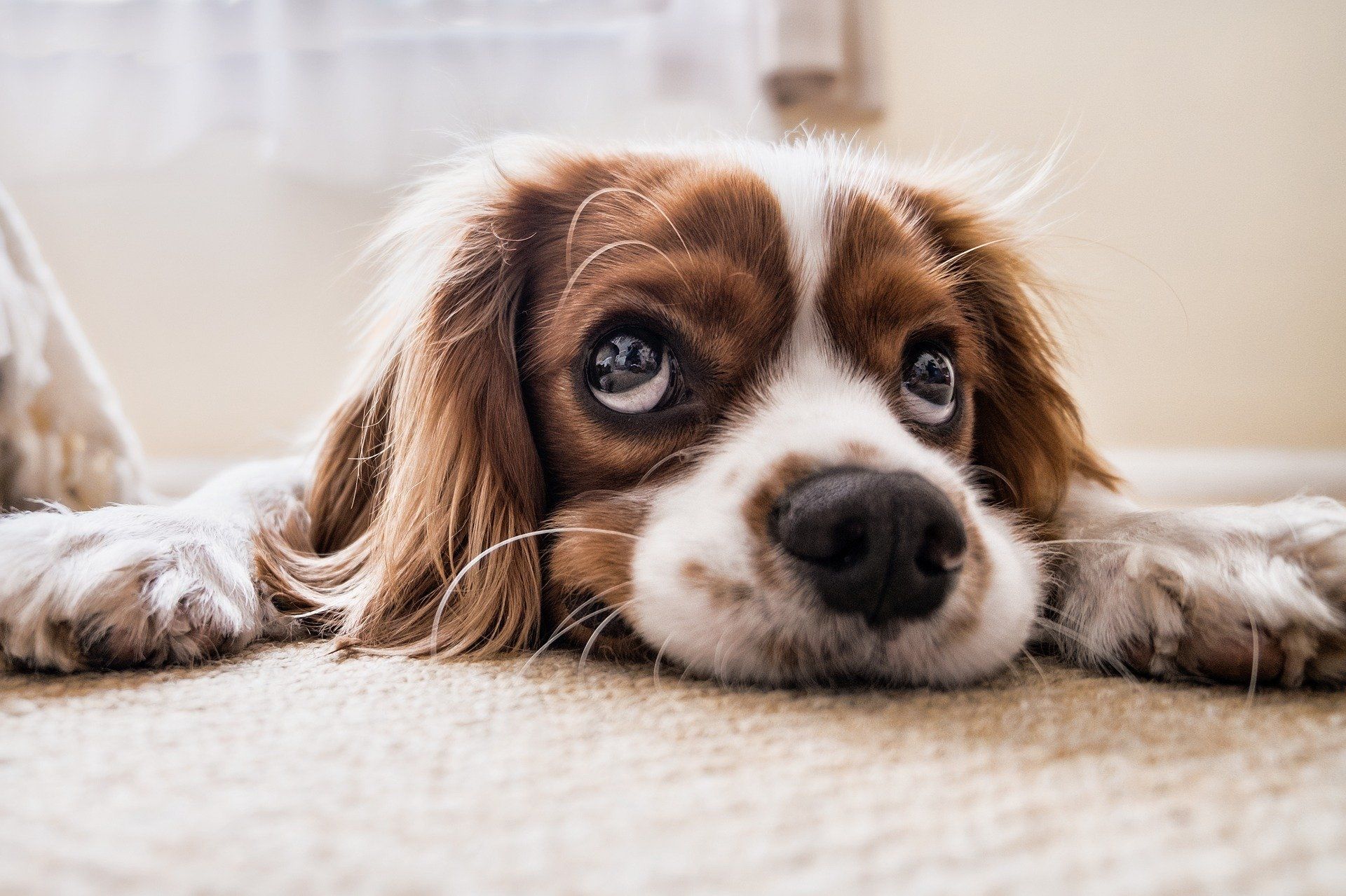 Spaniel puppy with brown and white fur resting on floor, looking up with soulful eyes.
