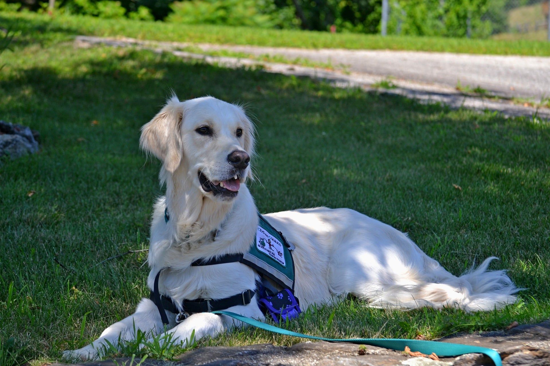 Golden Retriever service dog wearing a vest, laying on green grass under the shade.