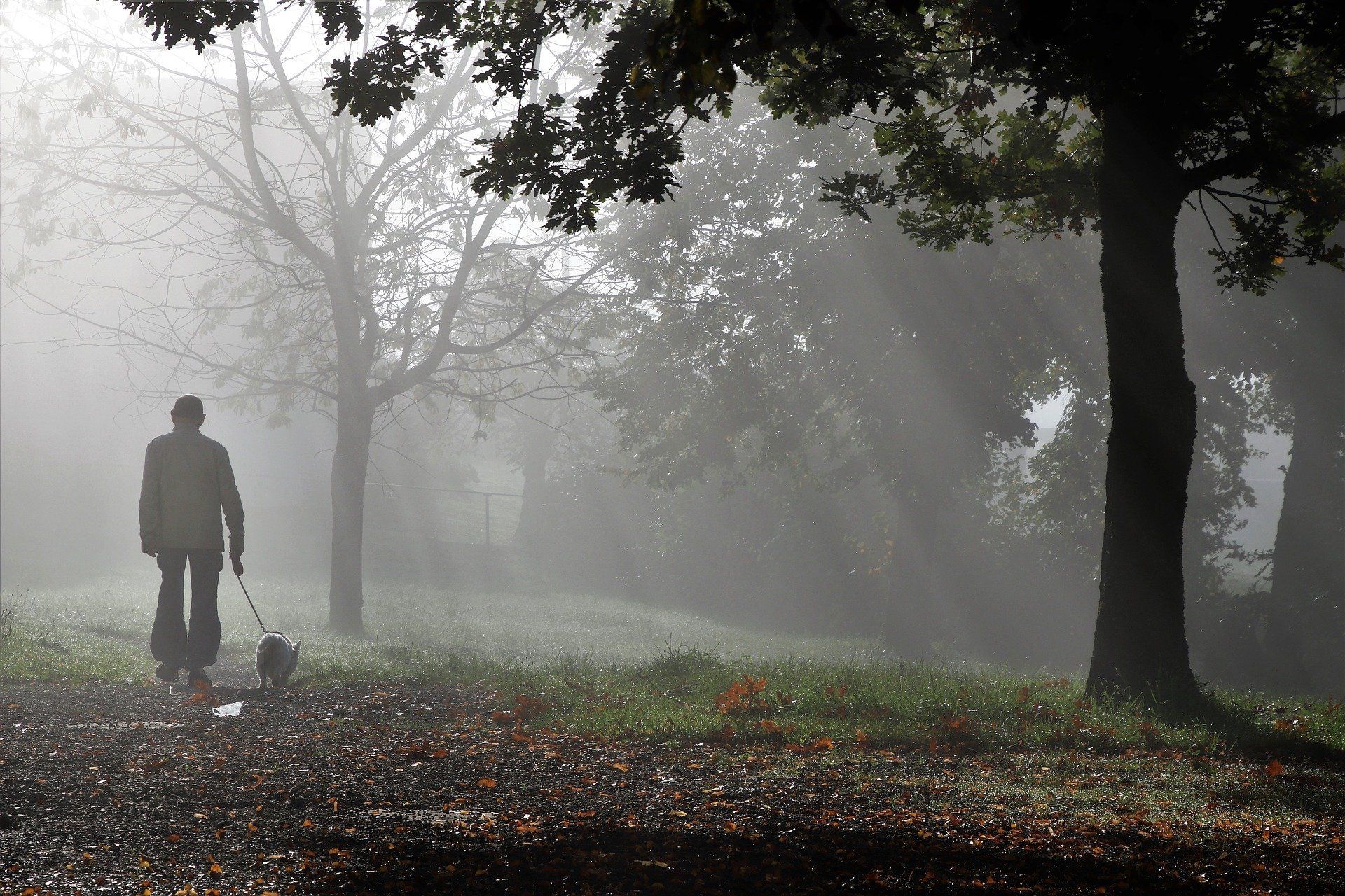 Person walking a dog through a foggy park. Sunlight streams through trees, casting shadows on fallen leaves.