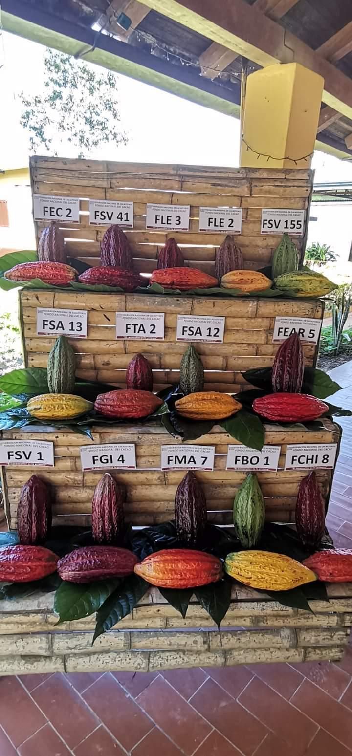 Hay muchos tipos diferentes de granos de cacao en exhibición.
