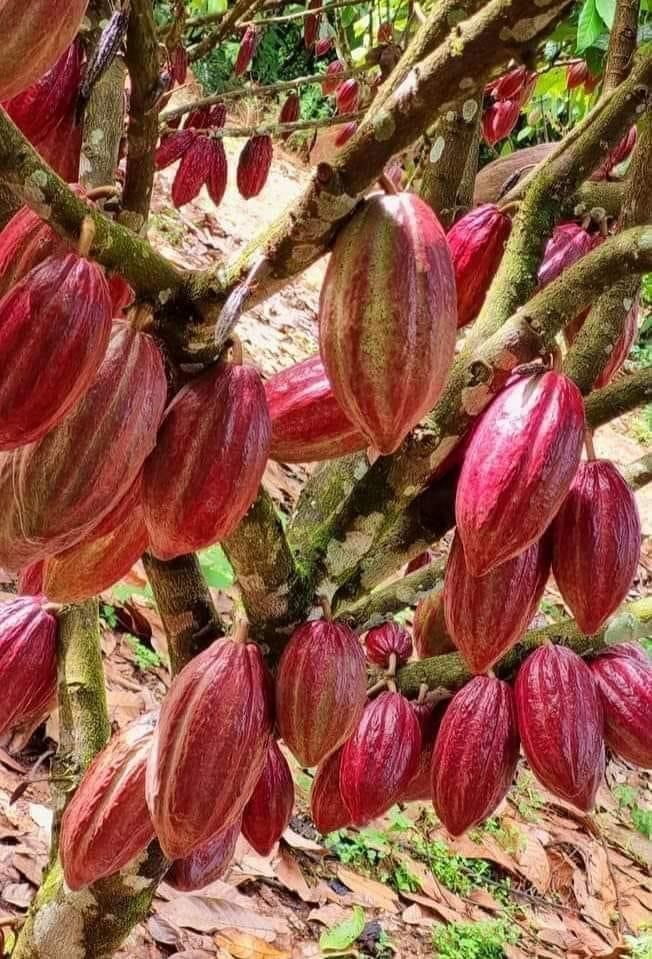 Un montón de mazorcas de cacao rojas colgando de un árbol.