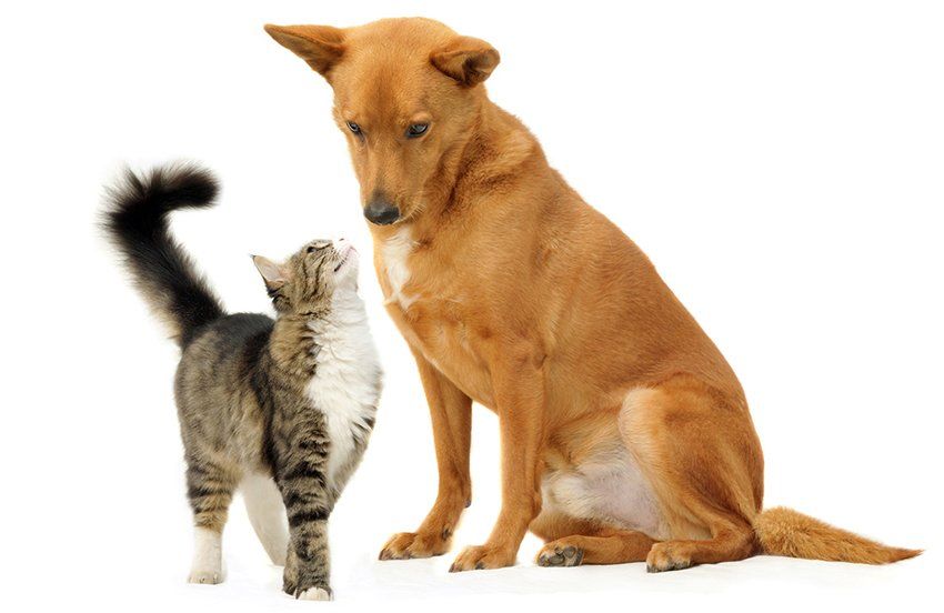 cat and dog