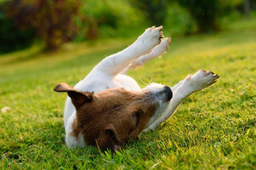 dog lying on the ground