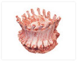 Meat Counter in AR — Crowned Pork Ribs in Van Buren, AR