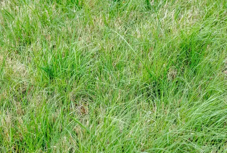 some buffalo grass