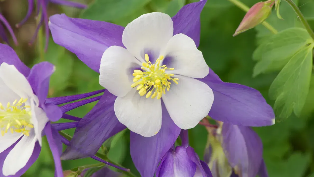 a purple and white flower
