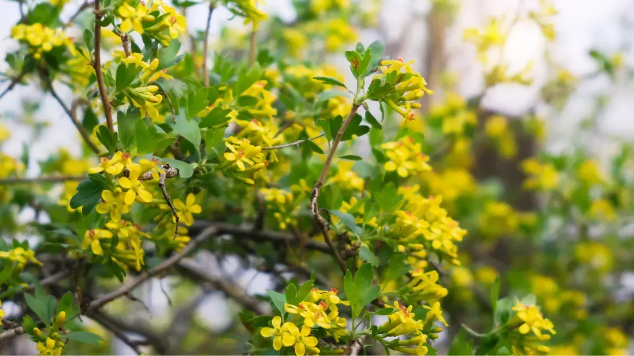 a lot of golden currant flowers