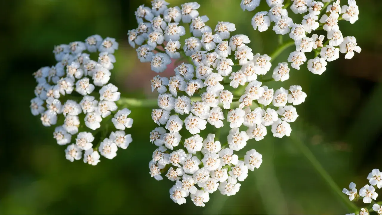 a few bunches of western yarrow flowers