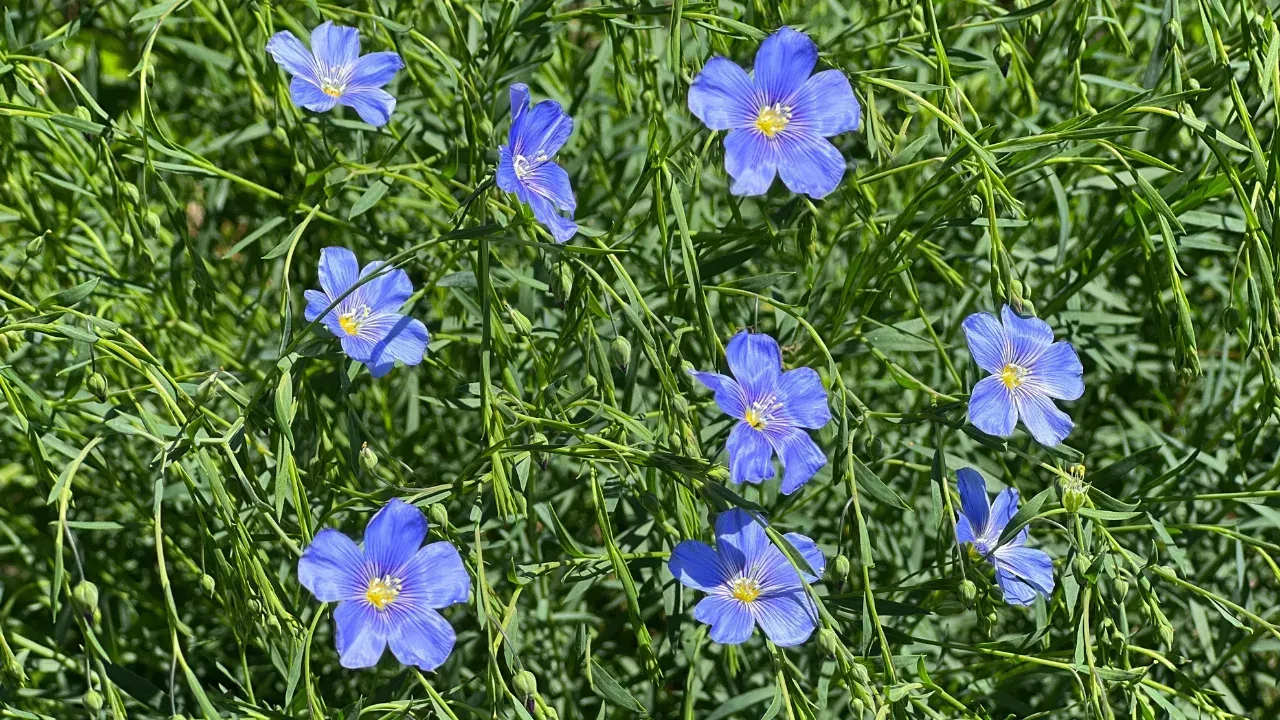 several blue flax flowers