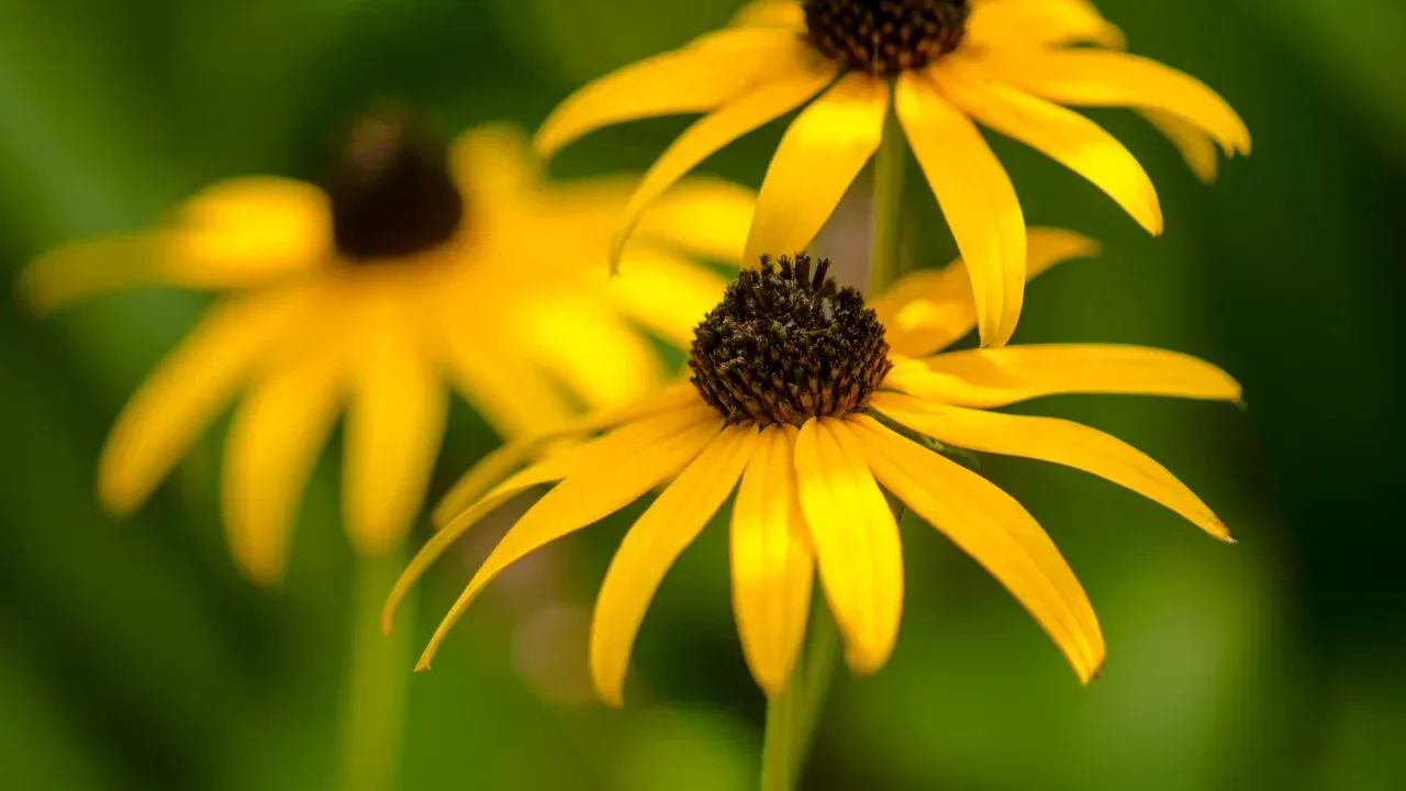 several yellow flowers with brown seeds in the center