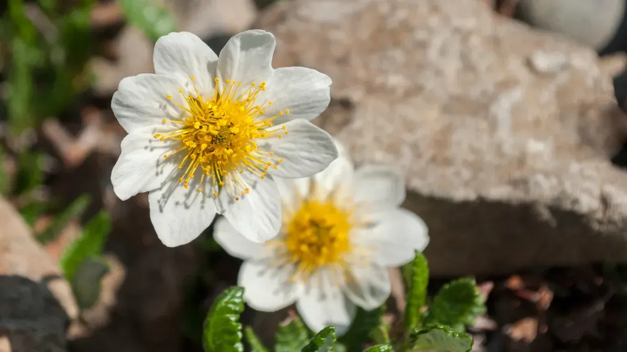 two mountain avens blooming