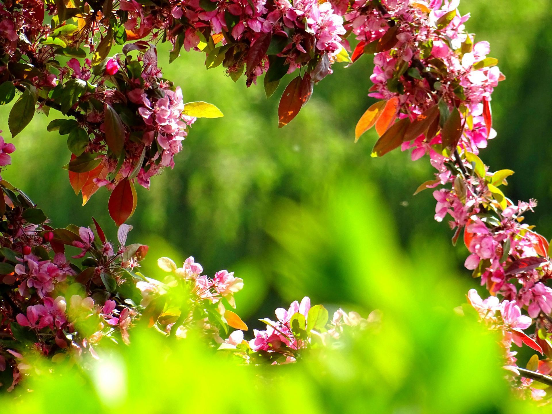 branches of bright pink and red flowers