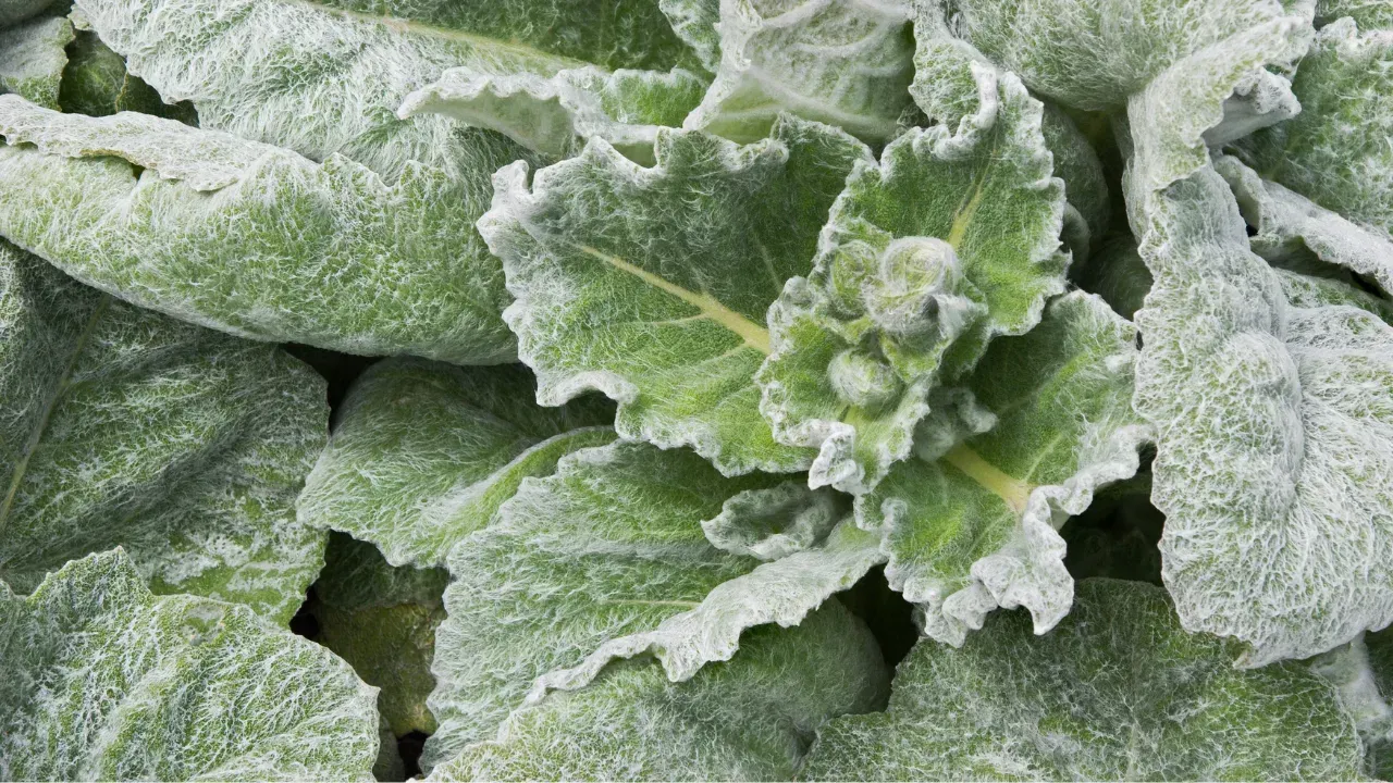 some silver sage plants