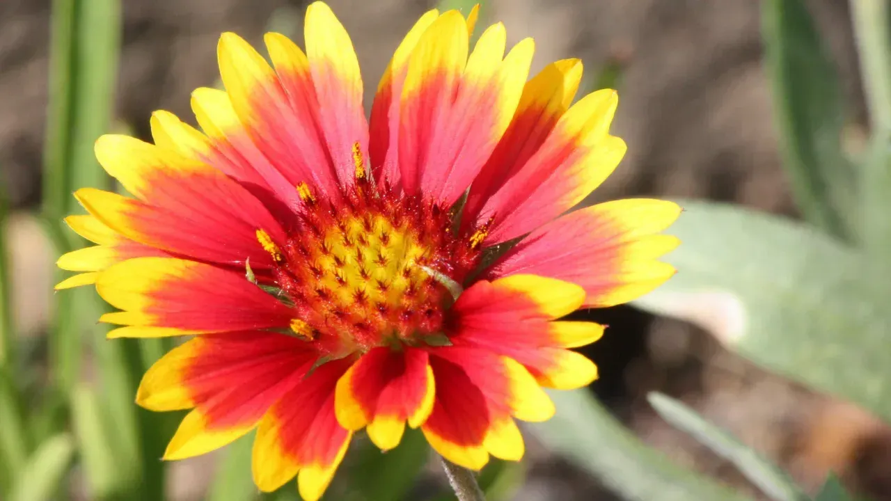 a bright yellow and red flower