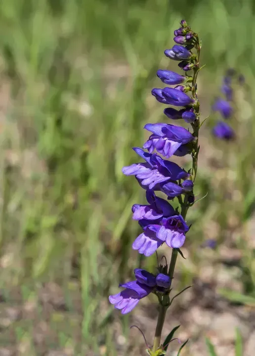 some rocky mountain penstemon