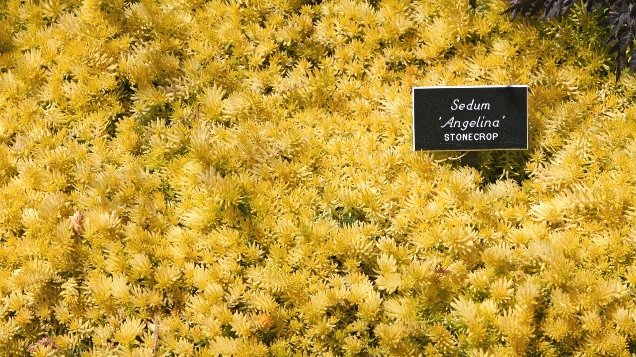Angelina stonecrop, a yellow pine looking needle