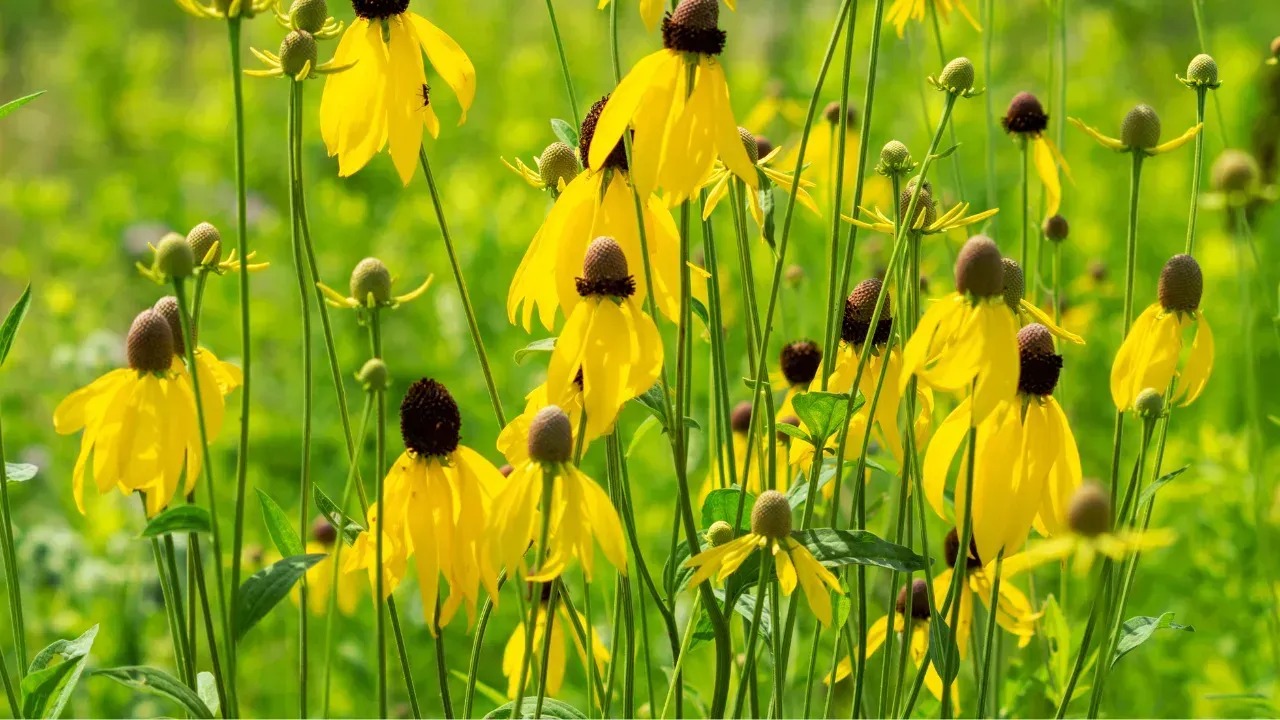 a bunch of prairie coneflowers
