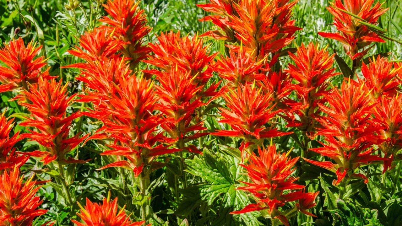 a bunch of bright indian paintbrush flowers