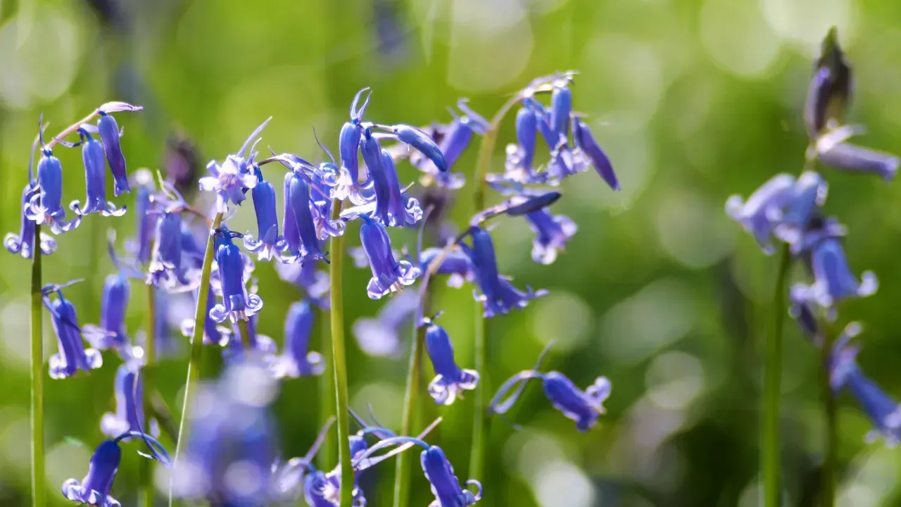 some common bluebell flowers