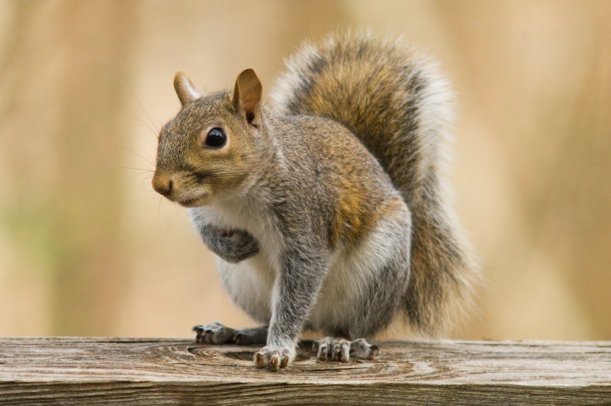 Squirrel — Erie, PA — Leon Construction