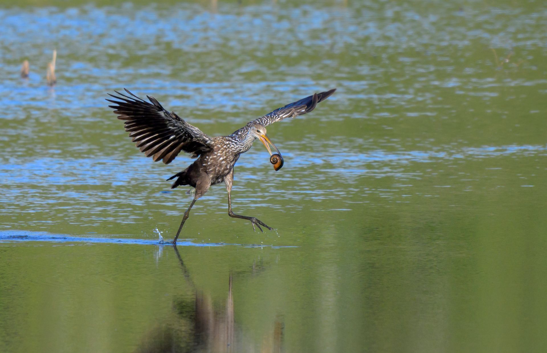 Bird, wings outstretched, runs on water with prey in beak. Green water and background.