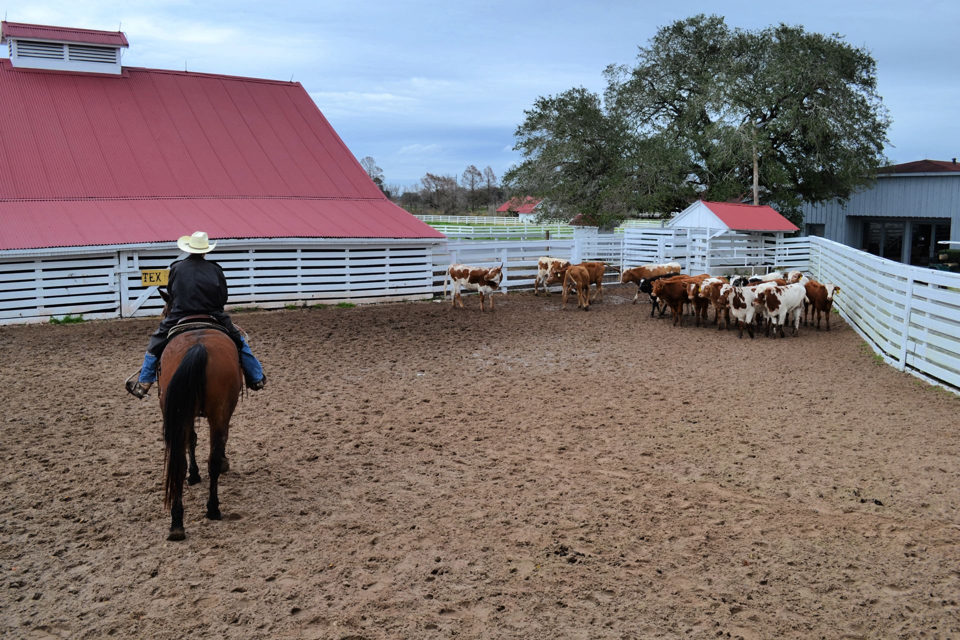 Cowboy on horseback herding cattle in a muddy pen, barn in background.