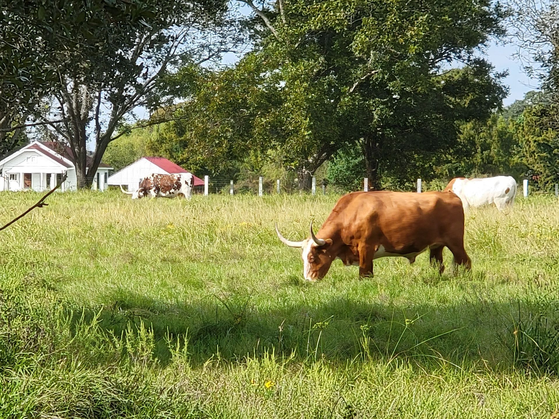 Brown bull grazing in a green field, white house and other cattle in the background.