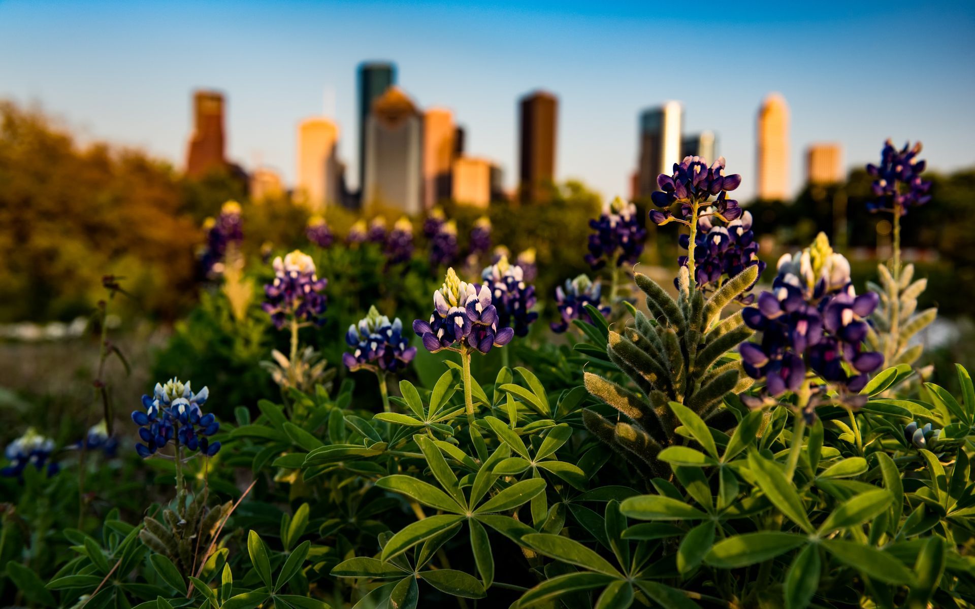 Bluebonnets in bloom with a blurred cityscape background, possibly Houston, Texas.