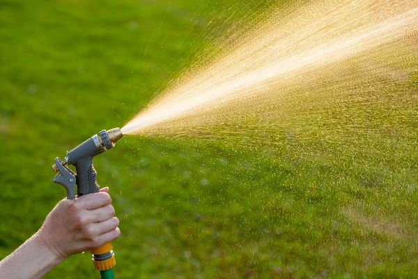 Hand watering a lawn