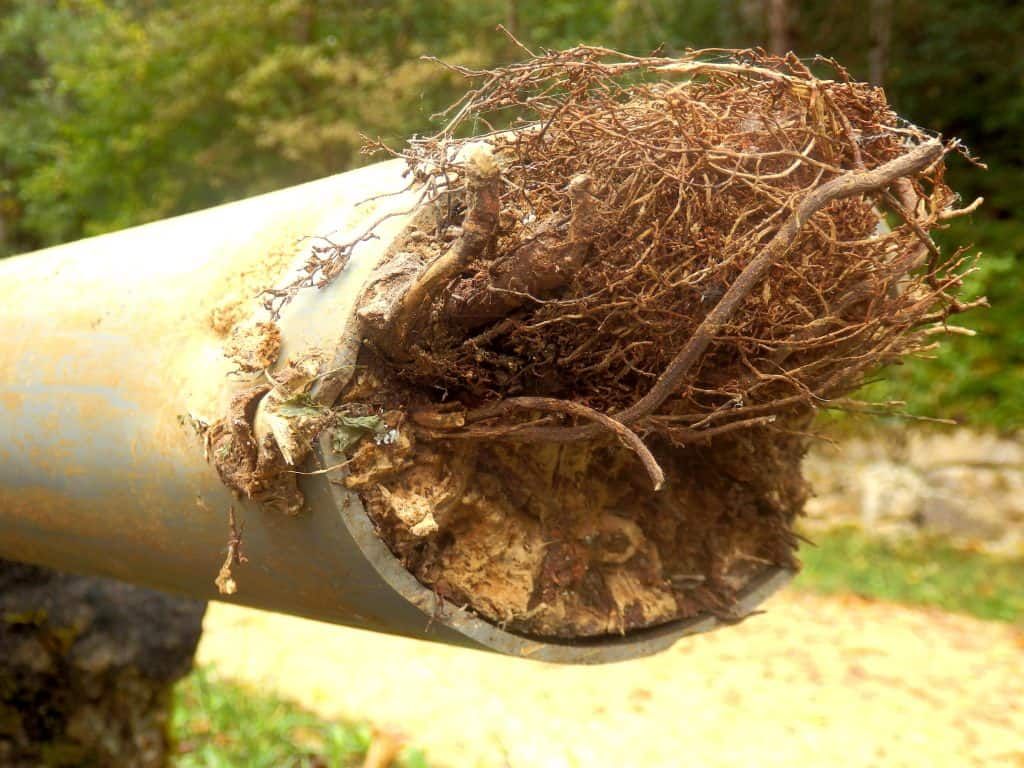 A close up of a pipe with roots sticking out of it. Northglenn, Colorado accountable home services