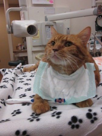 cat in operation gown