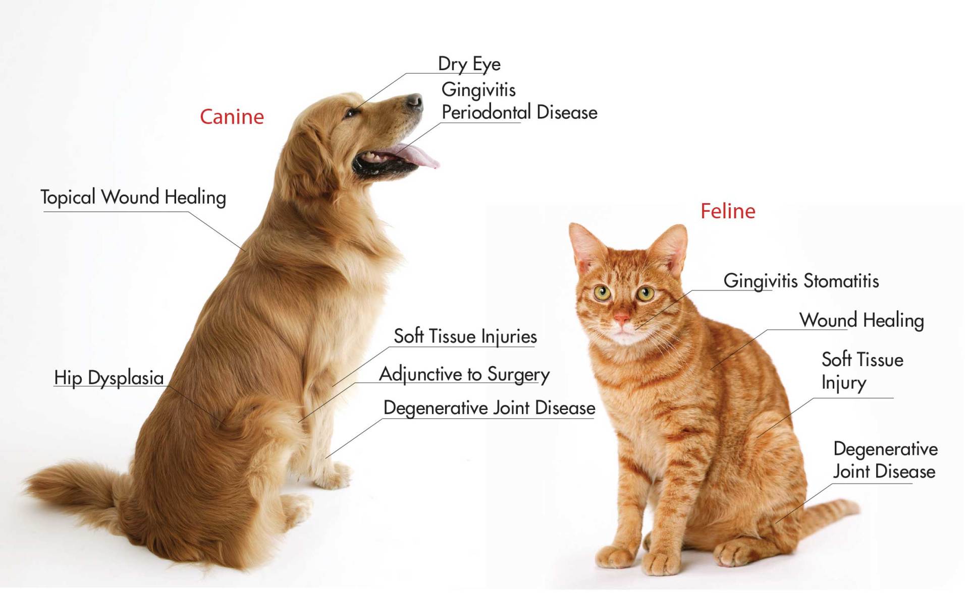 Dog and cat Purevet PRP chart