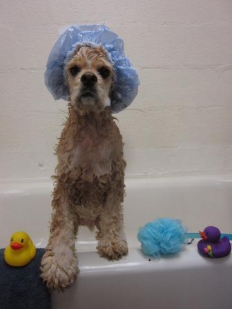 dog taking a bath