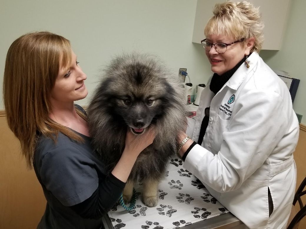 Furry Dog Receiving Pet Wellness Exam