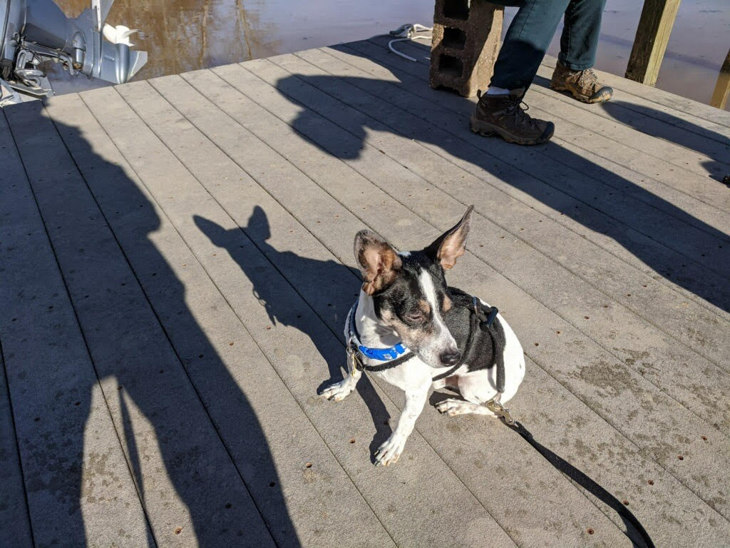 Small Dog Relaxing Outdoors