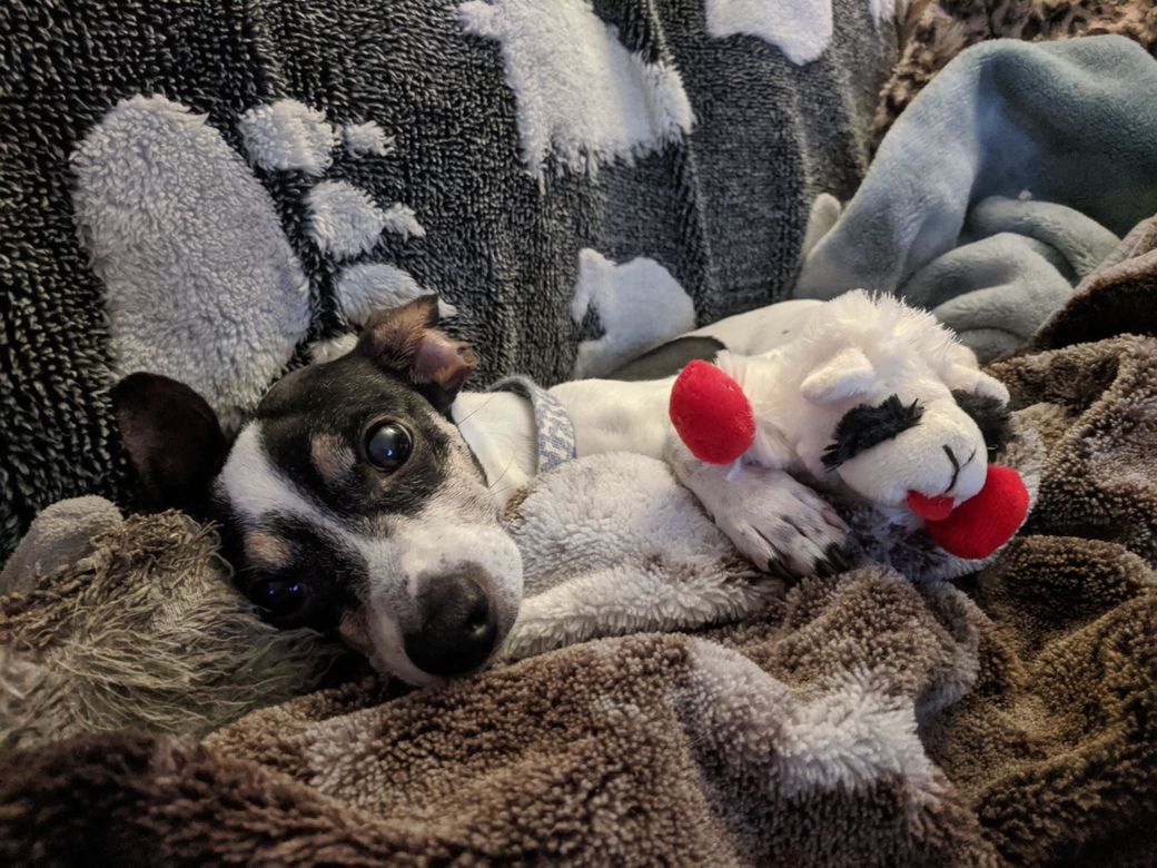 Small Dog Relaxing with Lambchop Doll
