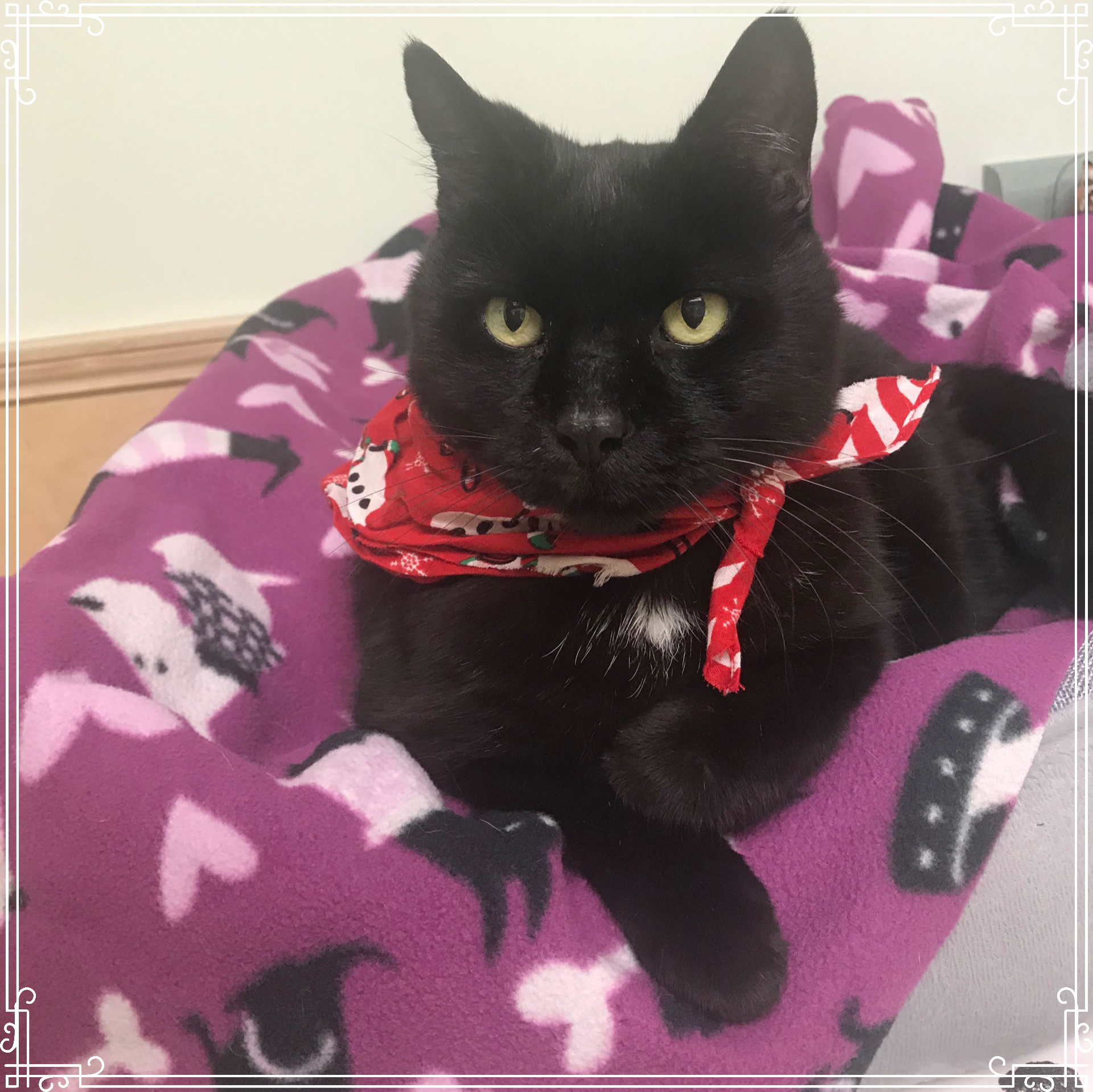 black cat with red bandana sitting on purple print blanket