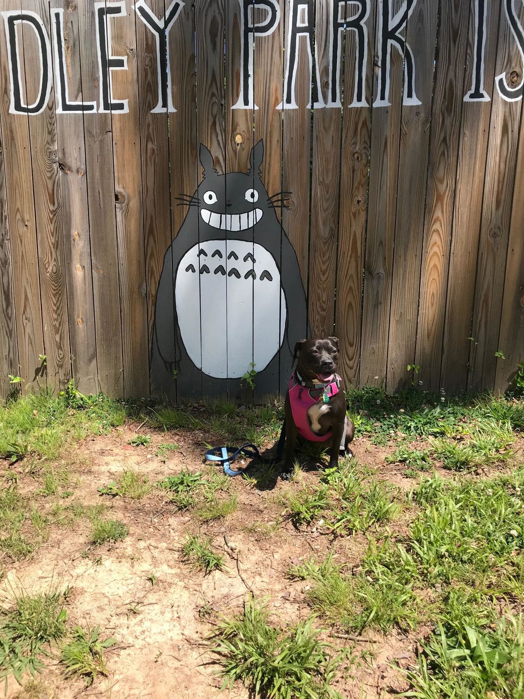 Smiling Dog Sitting Next to Totoro Art