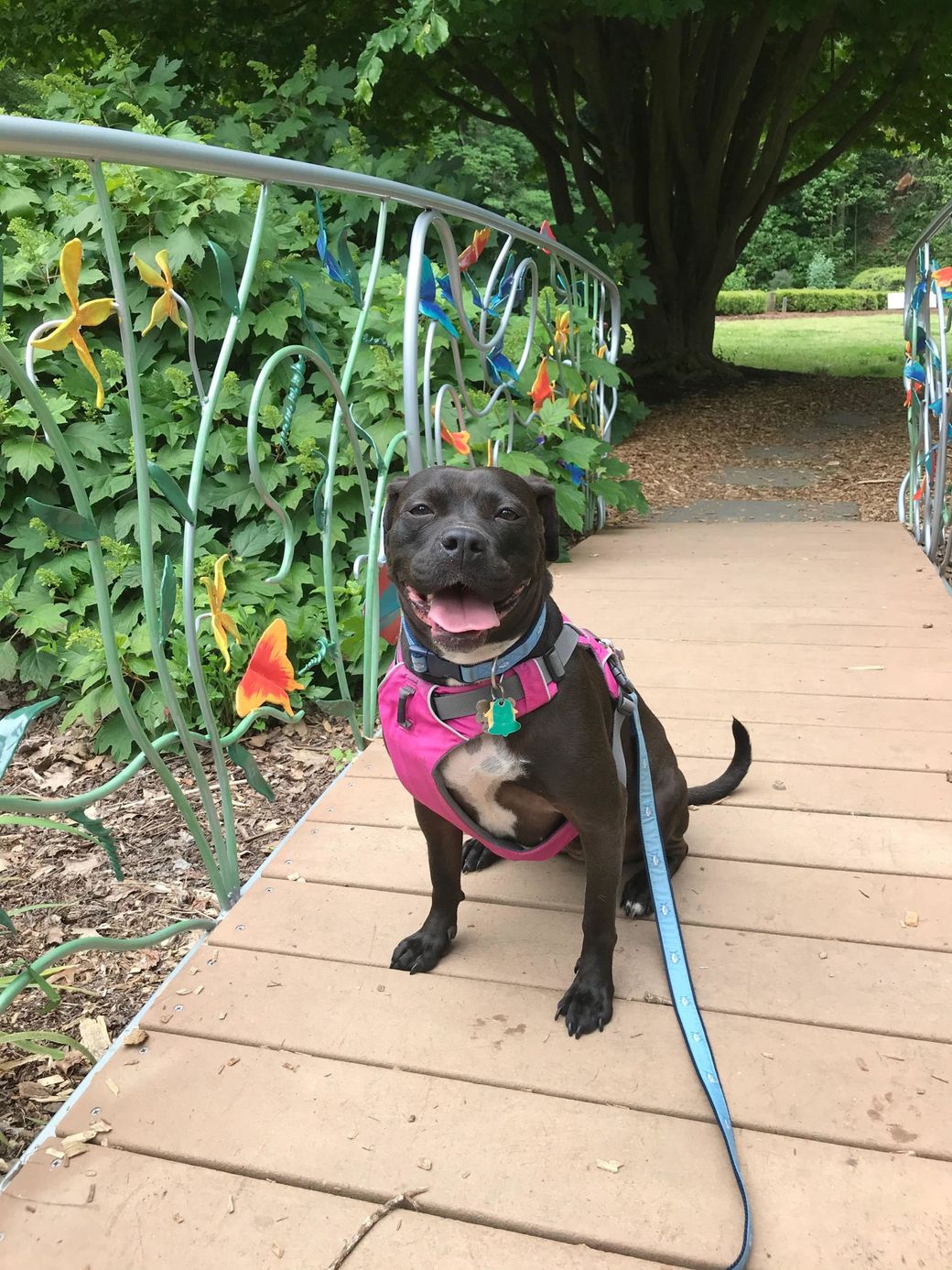 Smiling Dog After Undergoing Pet Wellness Exam