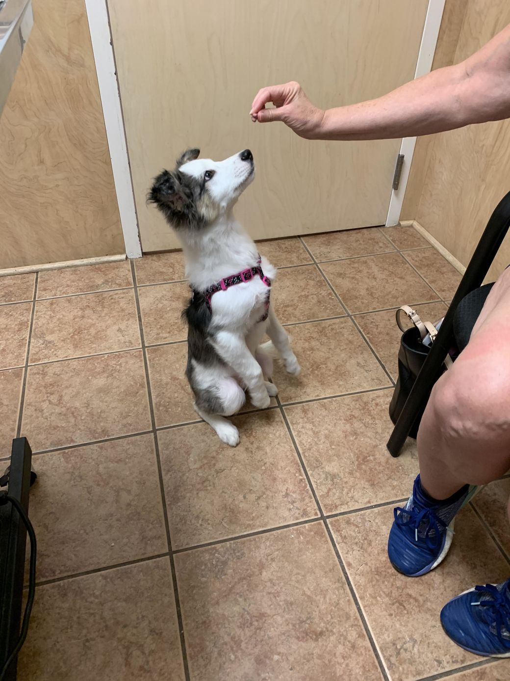 Dog Receiving Treat at our Animal Hospital