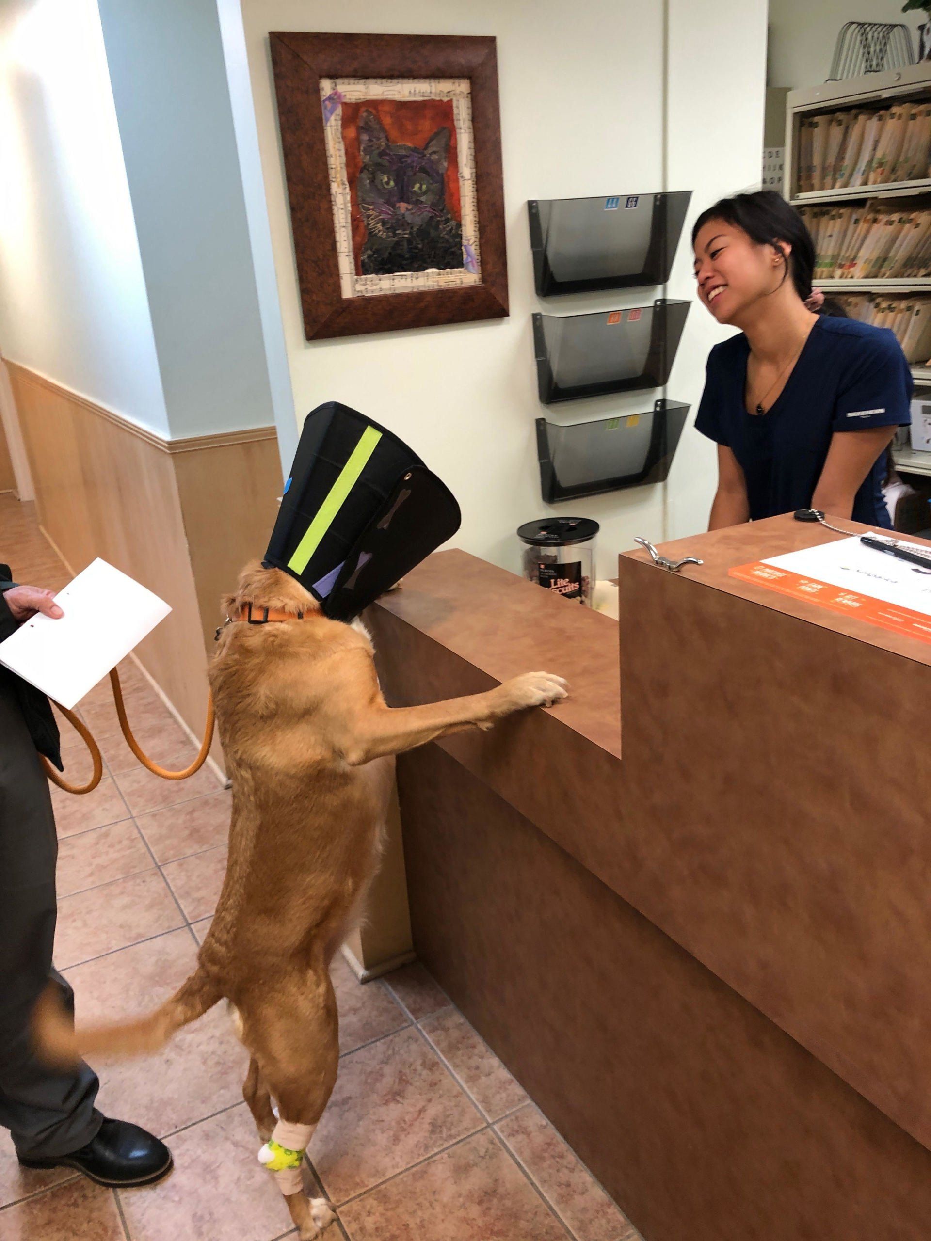 University Animal Hospital Greensboro, NC Local Veterinary